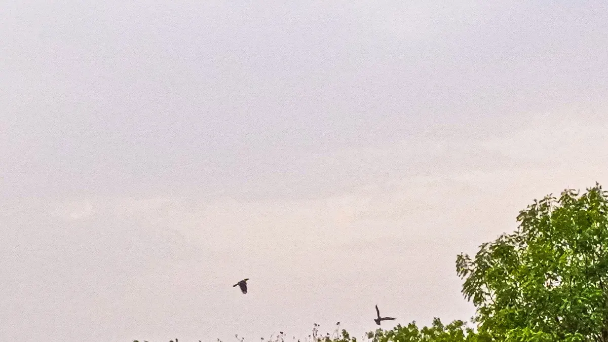 Due uccelli in volo nel cielo sopra gli alberi