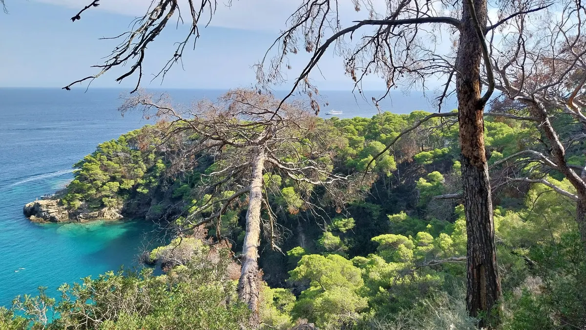 Costa dell'isola di San Domino, alle isole Tremiti, con pini e mare azzurro